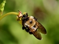 BigBee Hanging On Flower
