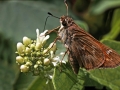 Brown Skipper Butterfly White Flower