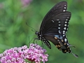Butterfly Black