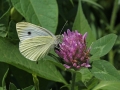 Butterfly White2