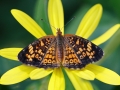 Butterfly daisy