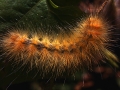 Catepillar Yellow Orange