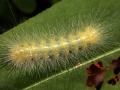 Caterpillar Yellow Leaf Green