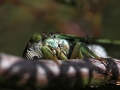 Cicada Eyeball Close