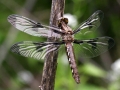 Dagonfly