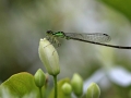 Danselfly green Bud