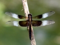Dragdonfly Blk White1