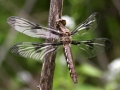 Dragonfly Brown1
