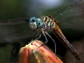 Dragonfly Bud1