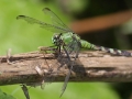Dragonfly Green Head Tilted
