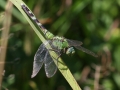 Dragonfly Green2