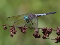 Dragonfly Resting1