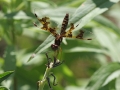 Dragonfly Tail Up sm