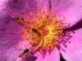 Flower Pink 3 Bees