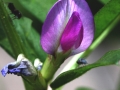 Flower Pink Small Orchid Like