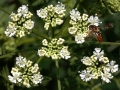 Flowers White Tiny Six Bee