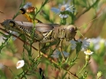 Grasshopper