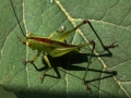 Kadydid Leaf